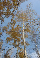 Золотая осень 