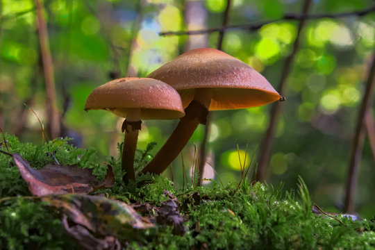 The two poisoned mushrooms in the forest. Nice sunlight