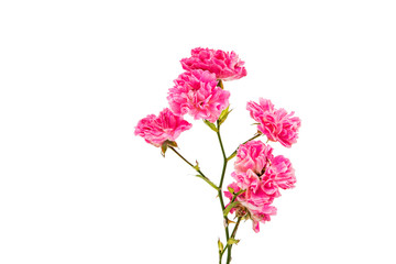 Fototapeta na wymiar fresh small pink rose