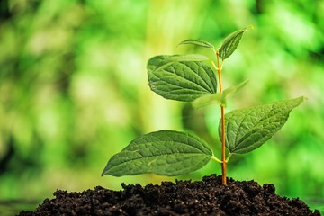 Plant, seed, growing.