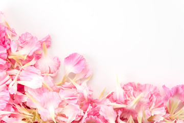 Obraz na płótnie Canvas pink carnation flower petals background