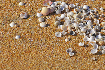 selective focus of clam shell at the beach