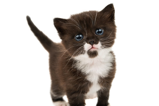 small black-white kitten