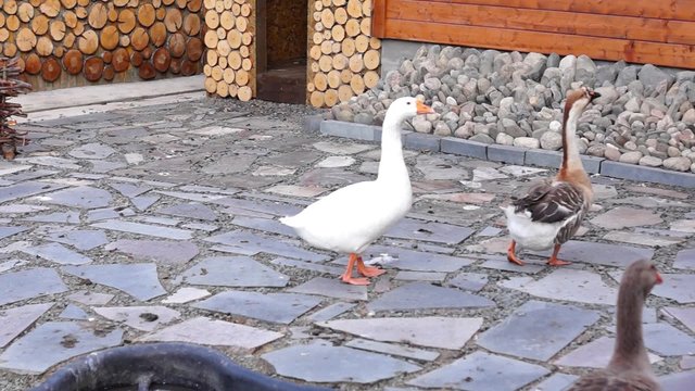 Gaggle of geese