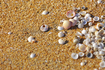 selective focus of clam shell at the beach