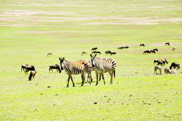 Fototapeta na wymiar Couple Zebras