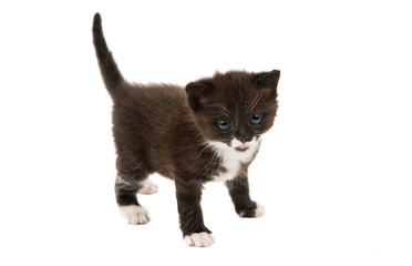 small black-white kitten