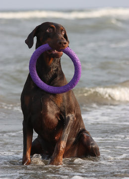Doberman dog playing in the water.