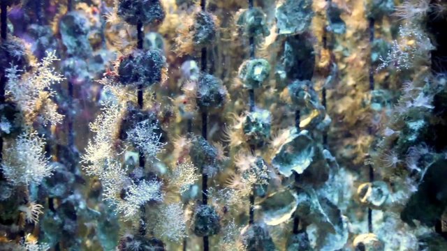 Crustacés en aquarium
