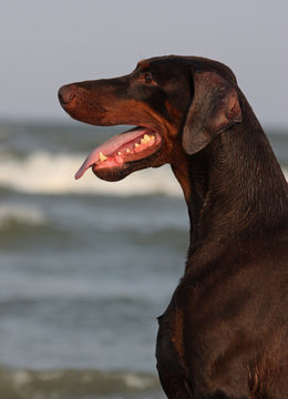 Doberman dog portrait