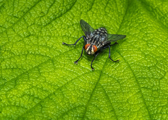 Flesh fly on green leaf.