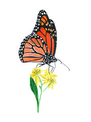 Fototapeta premium hand drawn oil pastel painting of orange monarch butterfly on yellow flowers, Danaus plexippus