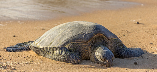 Hawaiian green sea turtle resting on the warm sand of Poipu beach, Kauai, Hawaii