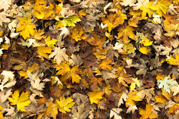 Foglie d'autunno al Parco di Monza
