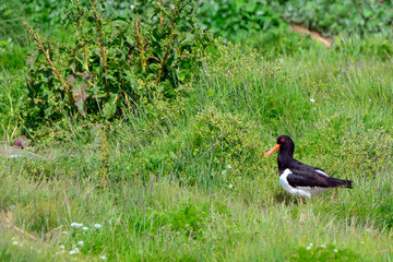 Oystercatcher, Farne Islands Nature Reserve, England