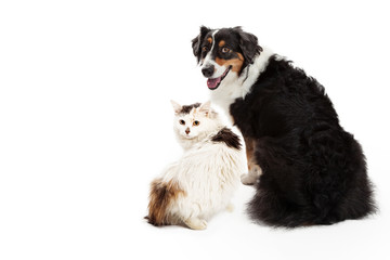 Obraz premium Dog and Cat Facing Forward Looking Back