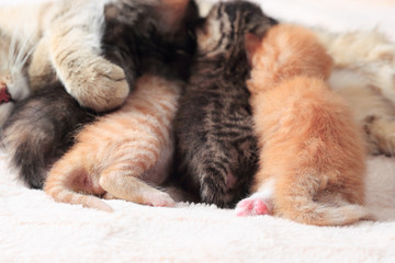 Cat nursing her kittens