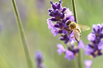 bee on Lavender