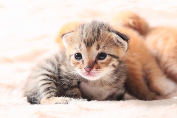little cute kitten