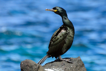 Shag, Farne Islands Nature Reserve, England