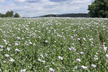 Fototapeta na wymiar Field of the white Poppy 