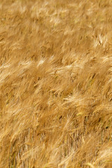 Summer Field of the ripe Barley 