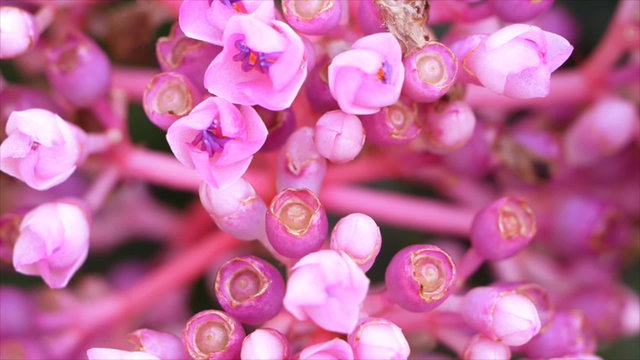 Close up of pink Medinella magnifica flower