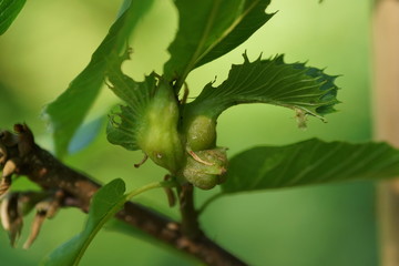 Esskastanie und Kastaniengallwespe © Anna Ziebold