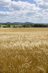 Summer Field of the ripe Barley 