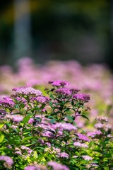 Flower, Purple, Allium Flower.