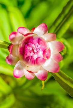 Ping flower from upside using stack techinque
