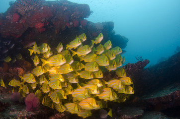 Fototapeta premium Panamic porkfish, Mexico.