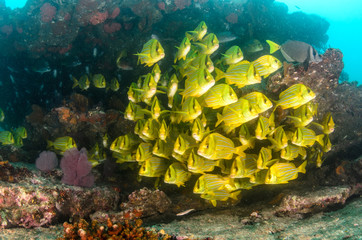 Fototapeta premium Panamic porkfish, Mexico.