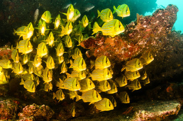 Fototapeta premium Panamic porkfish, Mexico.