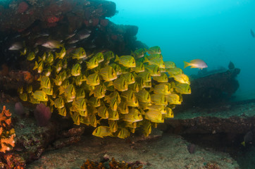Fototapeta premium Panamic porkfish, Mexico.