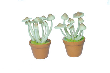 Fototapeta premium Mushroom.