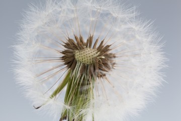 Dandelion, filigree, Seed.