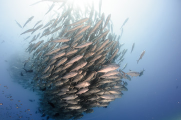 Fototapeta premium Trevally school, Mexico.