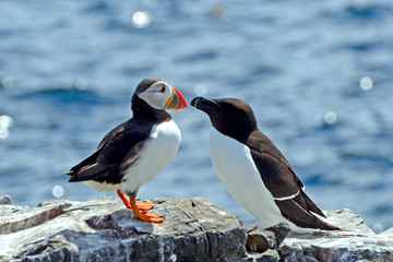 Atlantic puffin and razorbill, Farne Islands Nature Reserve, Eng - obrazy, fototapety, plakaty