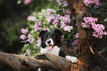 Border Collie dog performs the trick in a lavender garden