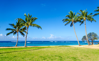 Cococnut Palm trees on the sandy Poipu beach in Hawaii