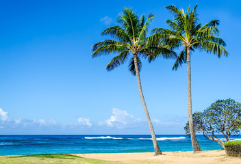 Cococnut Palm trees on the sandy Poipu beach in Hawaii - obrazy, fototapety, plakaty