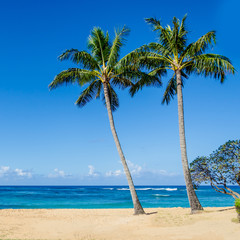 Cococnut Palm trees on the sandy Poipu beach in Hawaii