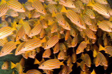 Fototapeta premium Snappers from Cabo Pulmo.