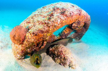 Fototapeta premium moray eel, Cabo Pulmo