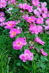 beautiful pink rose blooming in garden