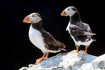 Atlantic puffins, Farne Islands Nature Reserve, England