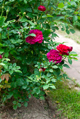 beautiful pink rose blooming in garden