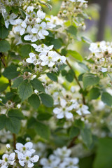 blooming blackberry bush