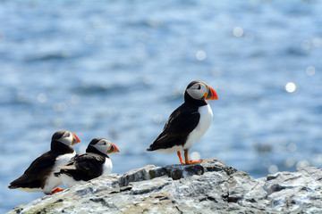 Fototapeta premium Atlantic puffins, Farne Islands Nature Reserve, England